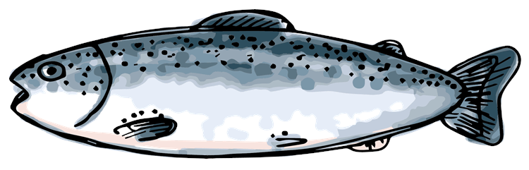Salmon