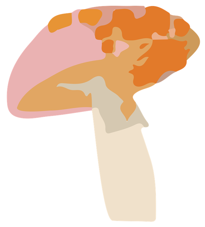 Amanita