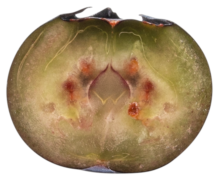 Blueberry Sliced and Closeup