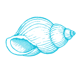 Sea Shell Sticker