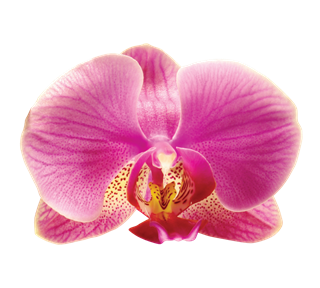 Radiant Orchid Flower Sticker