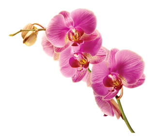Radiant Orchid Flower Stem Sticker