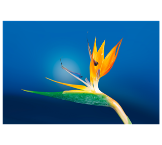 Flower Photo Sticker