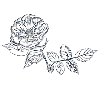 Ink Line Flower and Branch Sticker