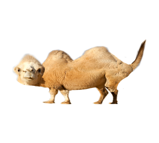 assetforupload_cameltolife.png Sticker