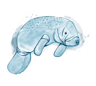 manatee 2 Sticker