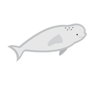 Beluga Whale Sticker