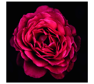 Flower Photo Sticker