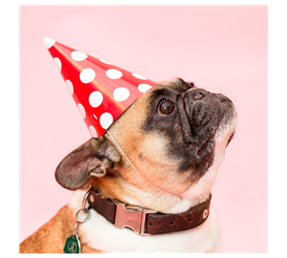 Party Dog Photo Sticker
