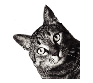 Corner Cat Peeking Sticker