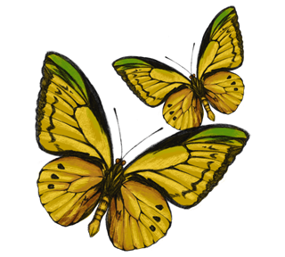 Two Yellow Butterflies Sticker