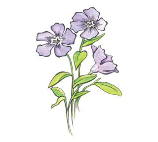 Periwinkle Sticker