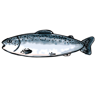 Salmon Sticker