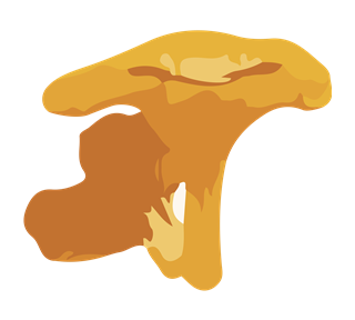 Chanterelle Sticker