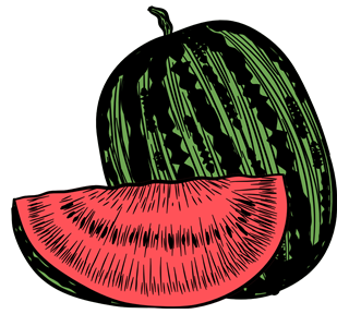 Watermelon Illustration Sticker