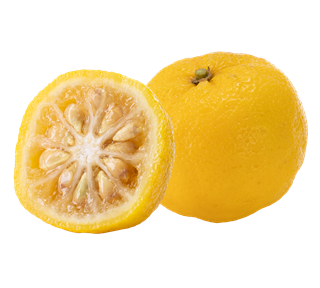 Yuzu Whole and Half Sticker