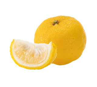 Yuzu Whole and Sliced Sticker