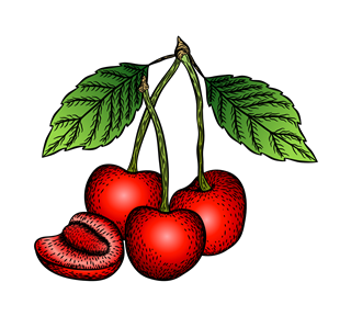Cherry Illustration Sticker