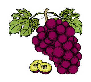 Grapes Illustration Sticker