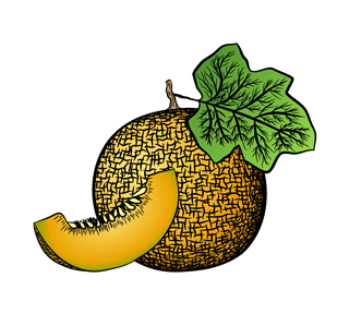 Honey Dew Illustration Sticker