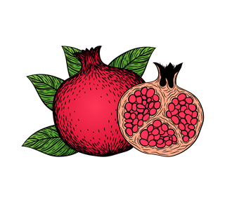 Pomegranate Illustration Sticker