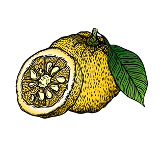 Yuzu Illustration Sticker