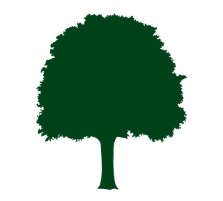 Big Tree Sticker