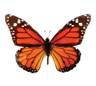 Monarch Butterfly Sticker