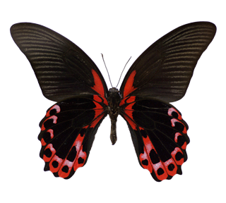 Black and Red Butterfly Sticker