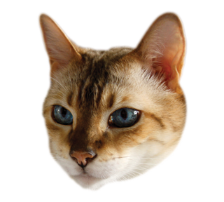 WasabiCat Sticker