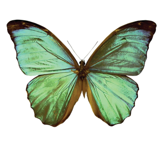 Green Butterfly Sticker