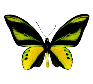 Neon Butterfly Sticker