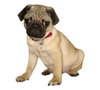 Cooper Pug Puppy Sticker