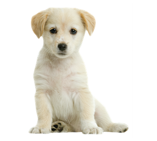 Puppy Sticker