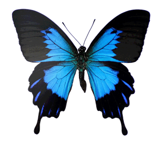 Black and Blue Ulysses Butterfly Sticker