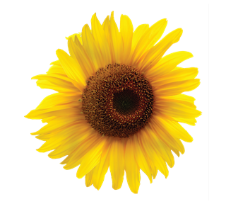 Yellow Sunflower Sticker