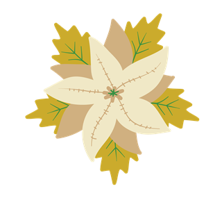 White Poinsettia Christmas Flower  Sticker