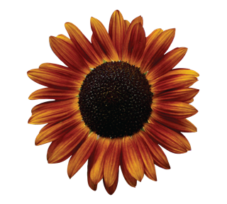 Orange Sunflower Sticker