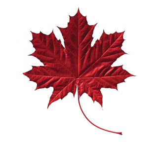Detailed Maple Leaf  Sticker