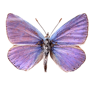 Purple Moth Butterfly Sticker