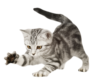 kitty Sticker