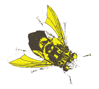 Bee Sketch Sticker