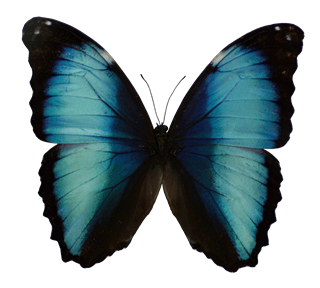 Blue Morpho Butterfly Sticker
