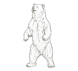 Bear Standing Drawing Sticker