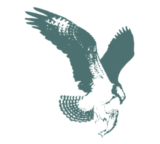 Hawk Eagle Drawing Sticker