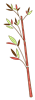 bamboo