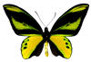 butterfly3