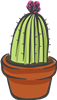 Cacti 3