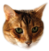 ConanCat