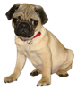 CooperPugPuppy